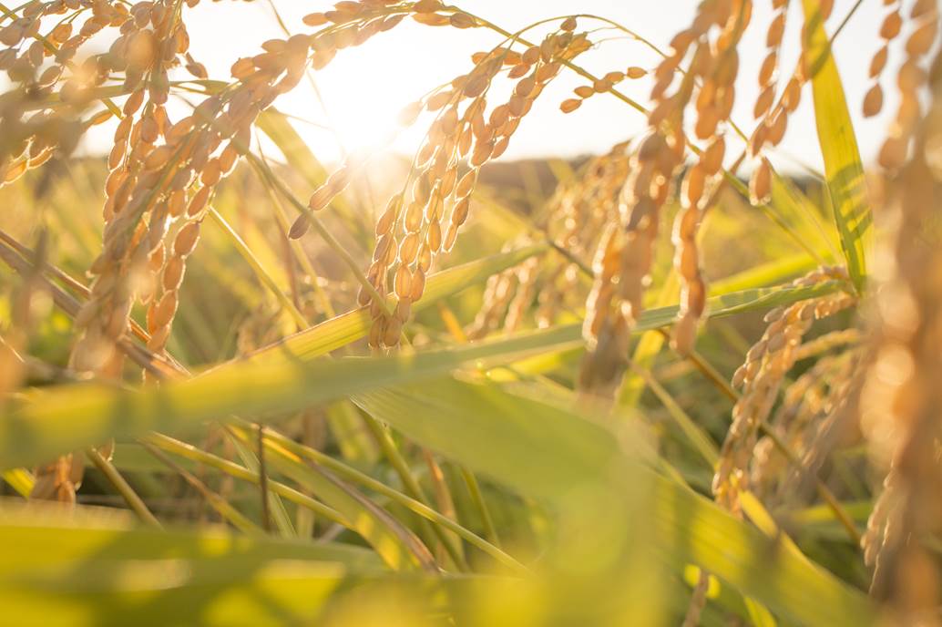 trigo plantação.jpg